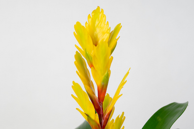 Frizea lśniąca - żółta Vriesea Vogue Bromelia FRIZEA LŚNIĄCA VRIESEA VOGUE BROMELIA