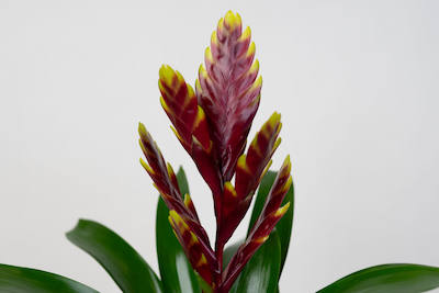 Frizea lśniąca - bordowa Vriesea Vogue Bromelia FRIZEA LŚNIĄCA VRIESEA VOGUE BROMELIA