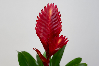 Frizea lśniąca - czerwona Vriesea Vogue Bromelia FRIZEA LŚNIĄCA VRIESEA VOGUE BROMELIA