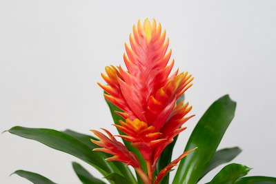 Frizea lśniąca - pomarańczowa Vriesea Vogue Bromelia FRIZEA LŚNIĄCA VRIESEA VOGUE BROMELIA