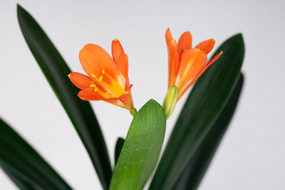 Kliwia Pomarańczowa (Clivia miniata) Kliwia Pomarańczowa (Clivia miniata)