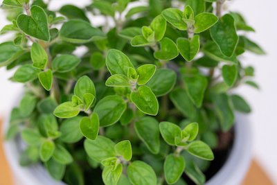GYNUURA AURANTIACA GINURA POMARAŃCZOWA’ Oregano z Włoch (Origanum Vulgare)
