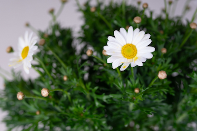 GYNUURA AURANTIACA GINURA POMARAŃCZOWA’ Margaretka Argyranthemum na Pniu | Idealny Dodatek do Ogrodu i Tarasu