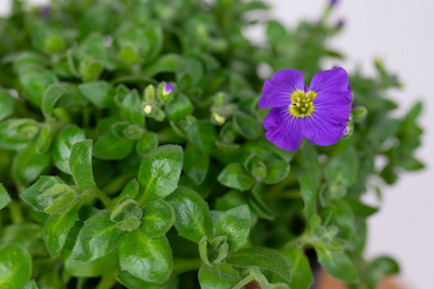 GYNUURA AURANTIACA GINURA POMARAŃCZOWA’ ŻAGWIN ZWYCZAJNY (AUBRIETA DELTOIDEA)