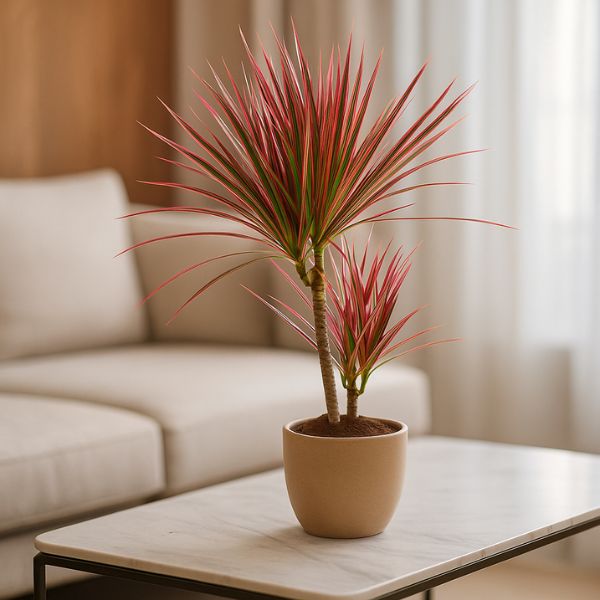 kolekcjonerskie rośliny doniczkowe Zielona Flora