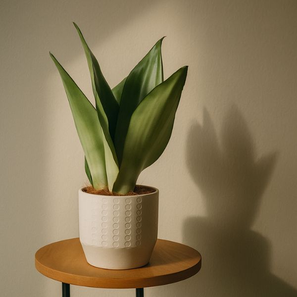 rośliny doniczkowe do cienia Zielona Flora