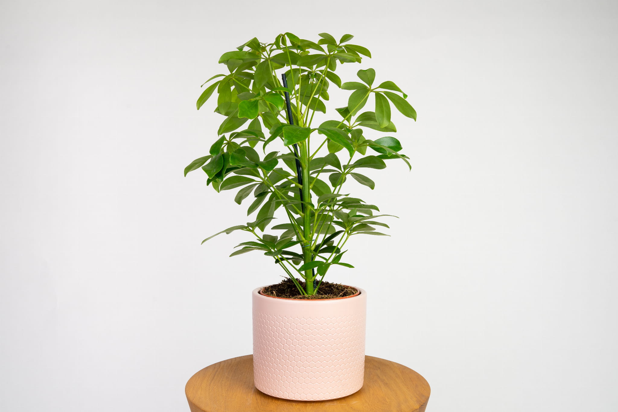 Szeflera drzewkowata (Schefflera arboricola) o zwartym, krzewiastym pokroju