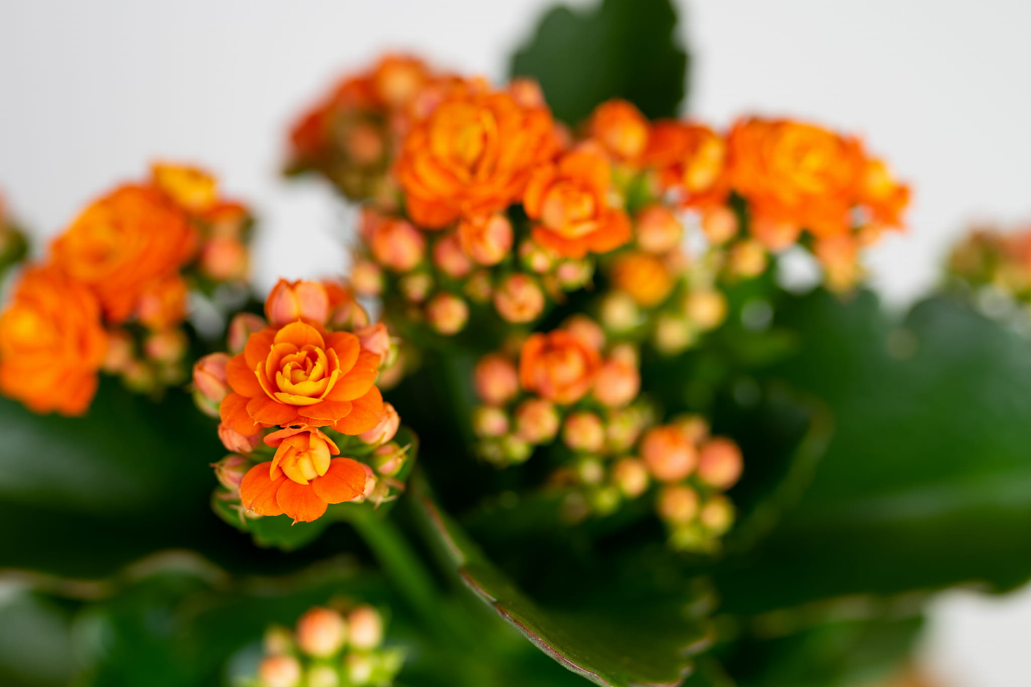 Pomarańczowy kwiat kalanchoe z bliska: pełne kwiaty i pąki Kalanchoe Blossfelda pomarańczowej