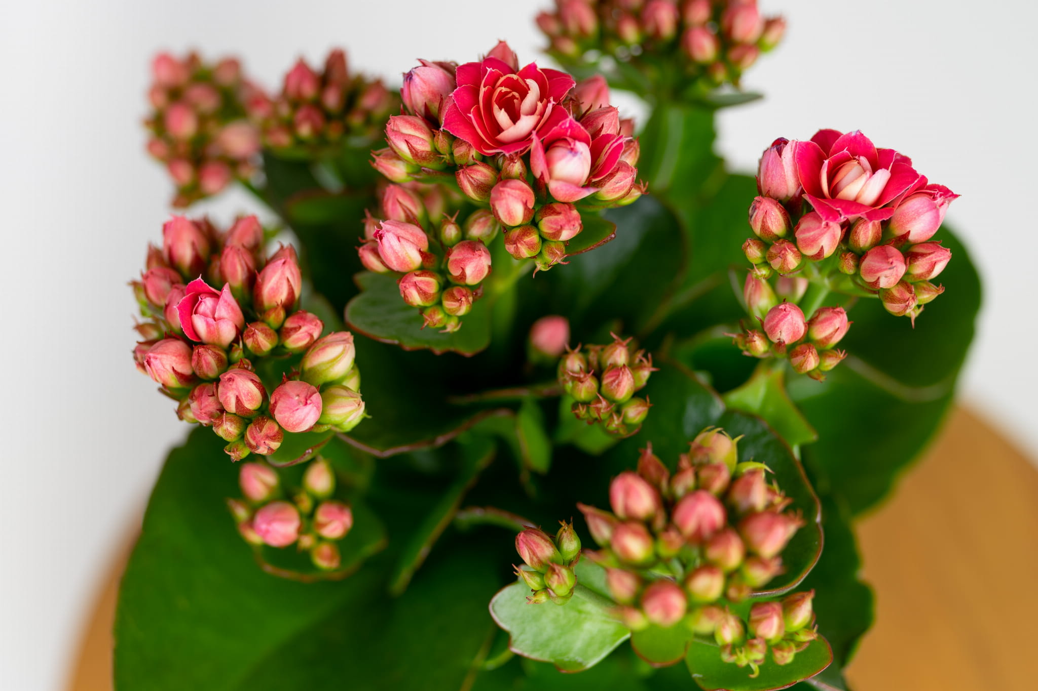 Zbliżenie kwiatów Kalanchoe Blossfelda różowej z pełnymi, różowymi kwiatuszkami i pąkami