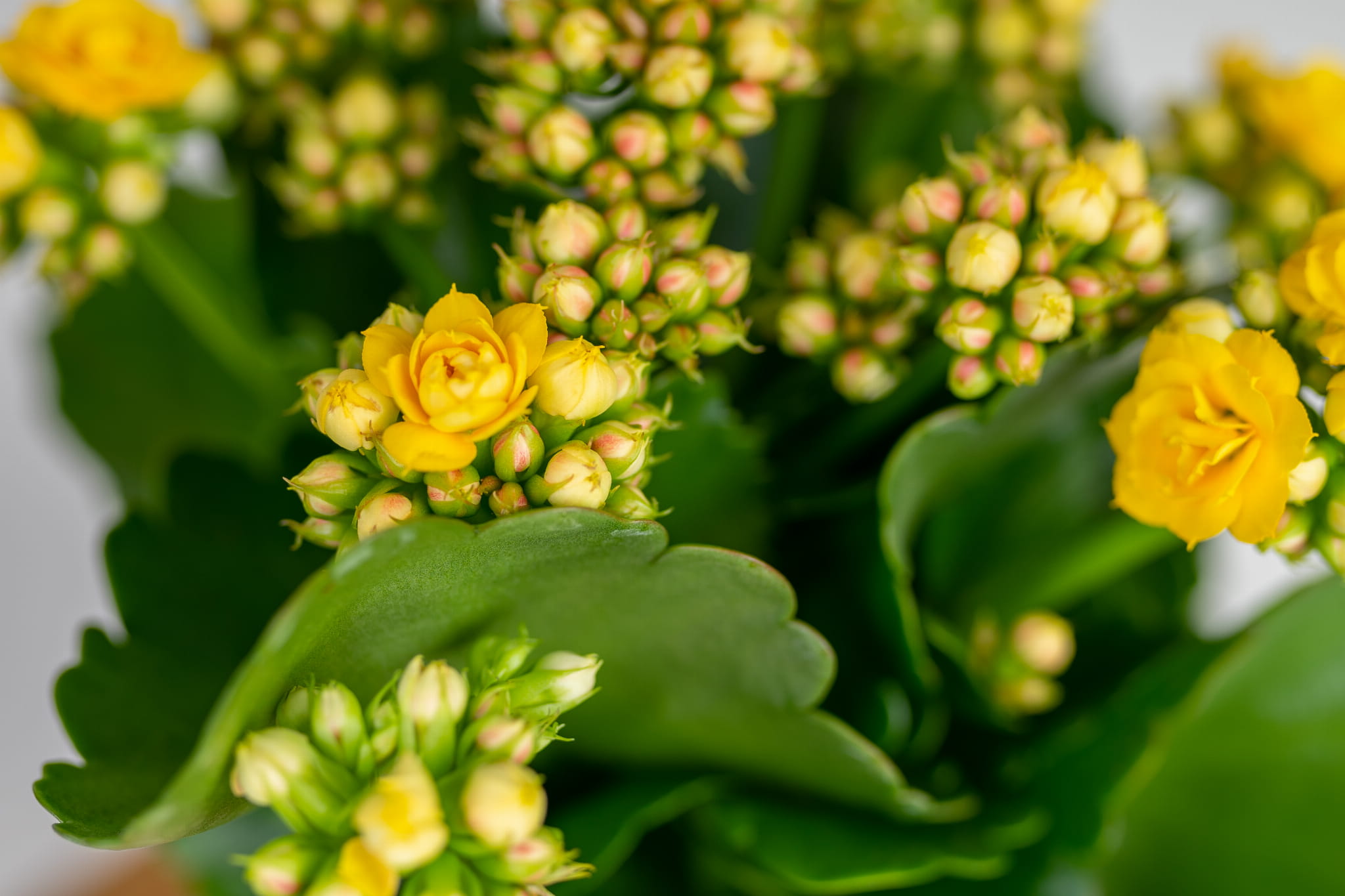 Zbliżenie pełnych, żółtych kwiatów i kremowych pąków Kalanchoe Blossfelda żółtej