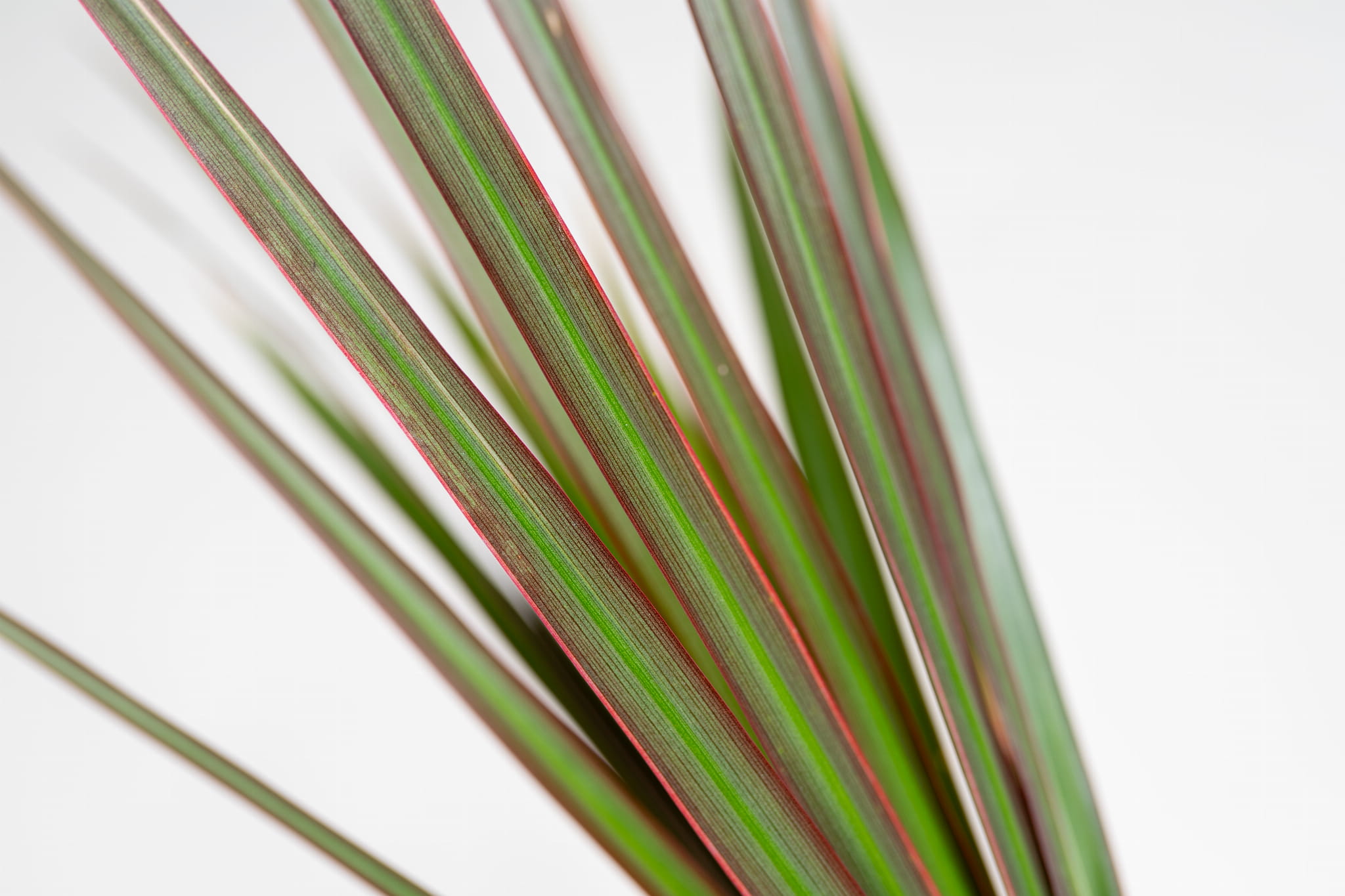 Dracaena marginata – dracena obrzeżona do domu i biura, odporna roślina doniczkowa o egzotycznym wyglądzie