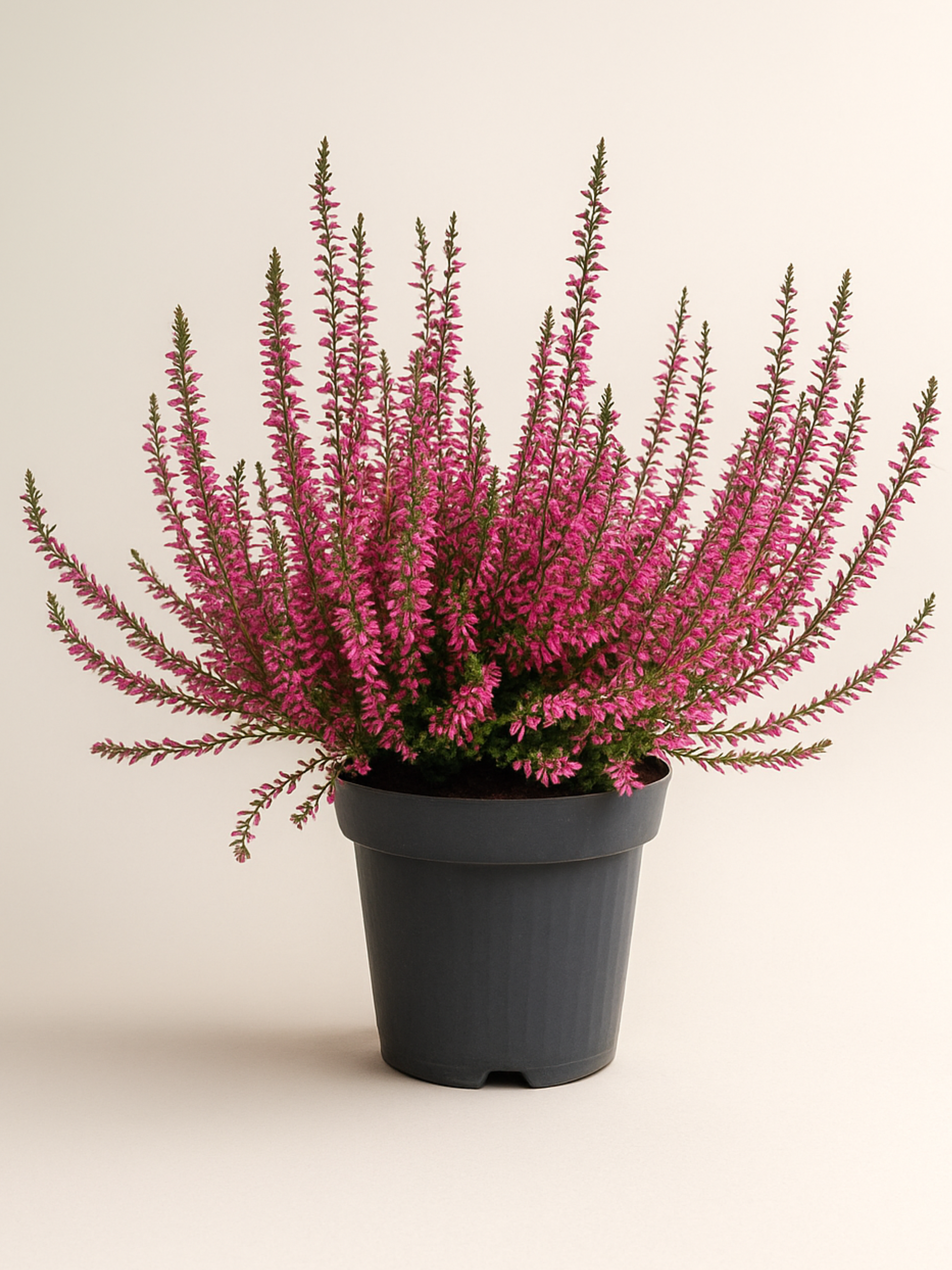 Wrzos różowy (Calluna vulgaris)