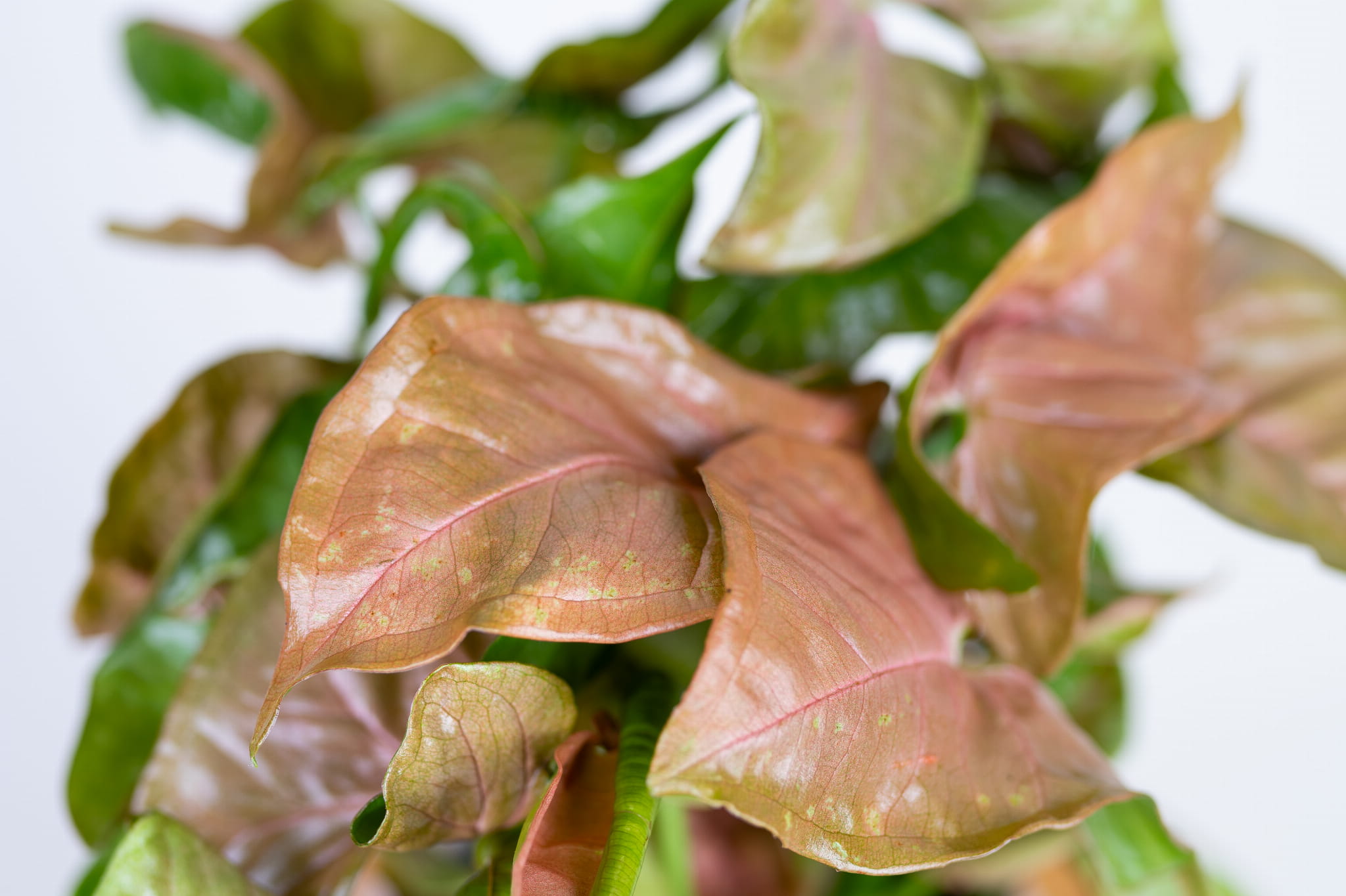 Syngonium Neon Robusta (Zroślicha)