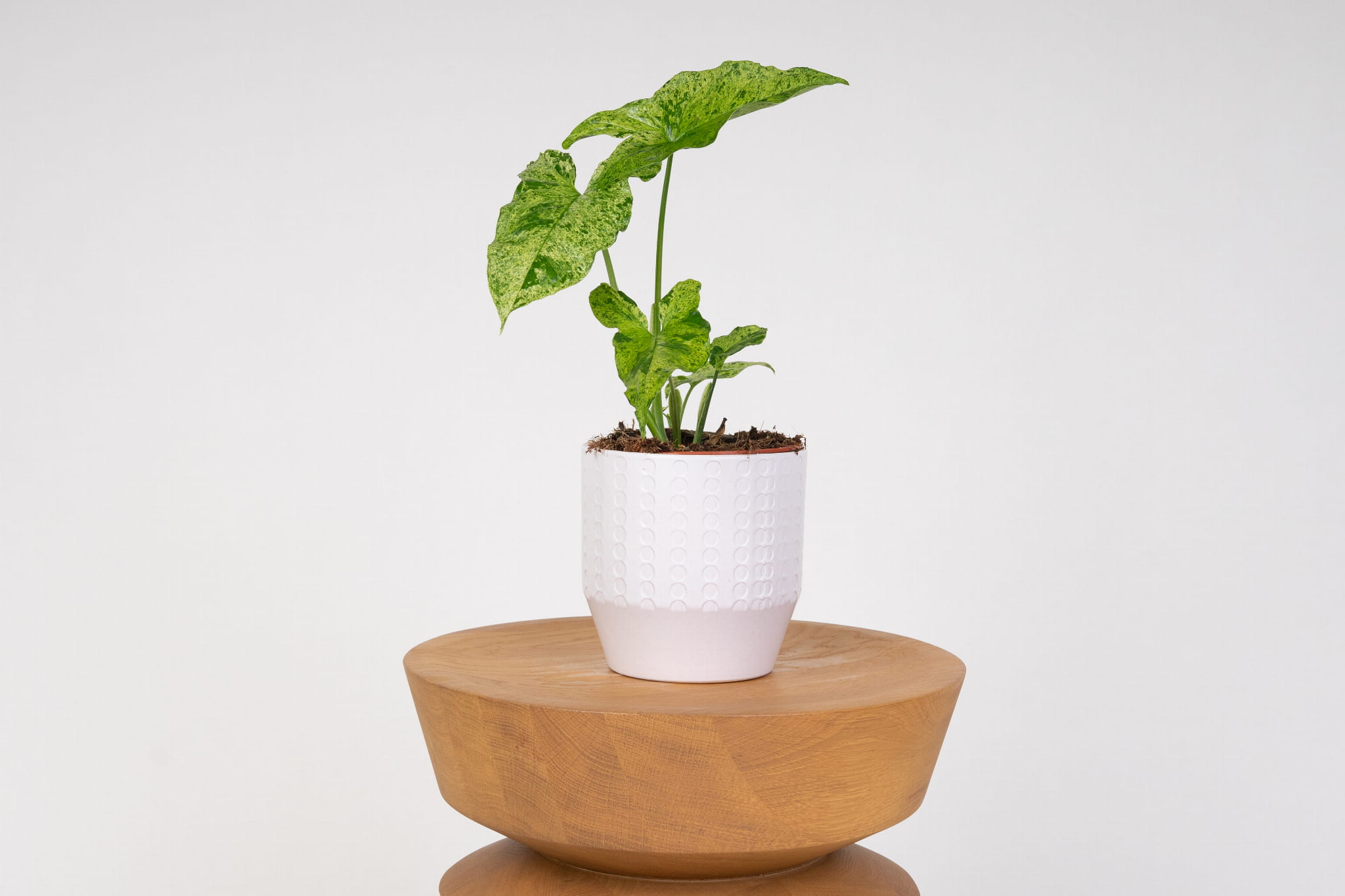 Syngonium (Zroślicha) 'Mottled Mojito'