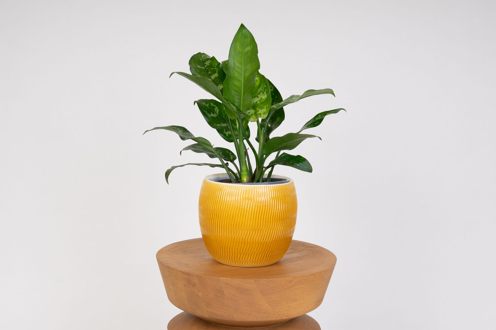 Aglaonema - Maria